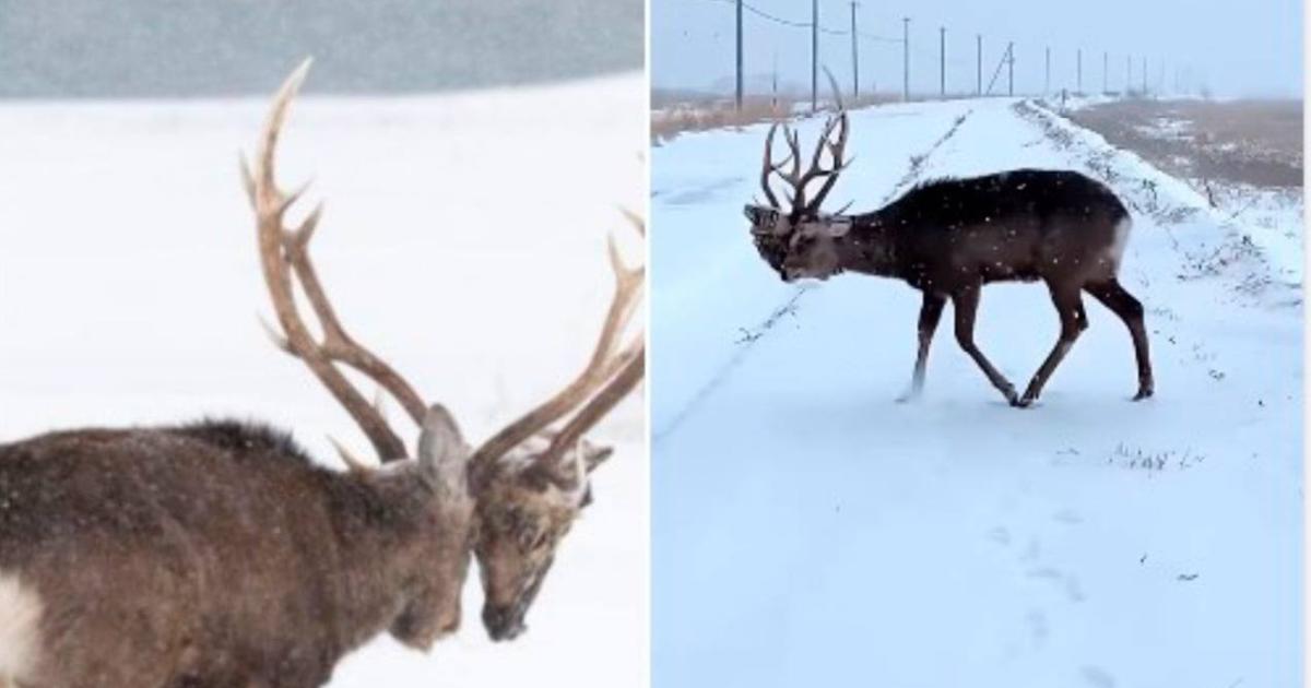 Fonte de' Piani - Cosa è il corno di cervo? Il corno di cervo è  un'escrescenza ossea posta sopra la testa del mammifero. I cervi maschi  perdono le corna ogni anno attorno