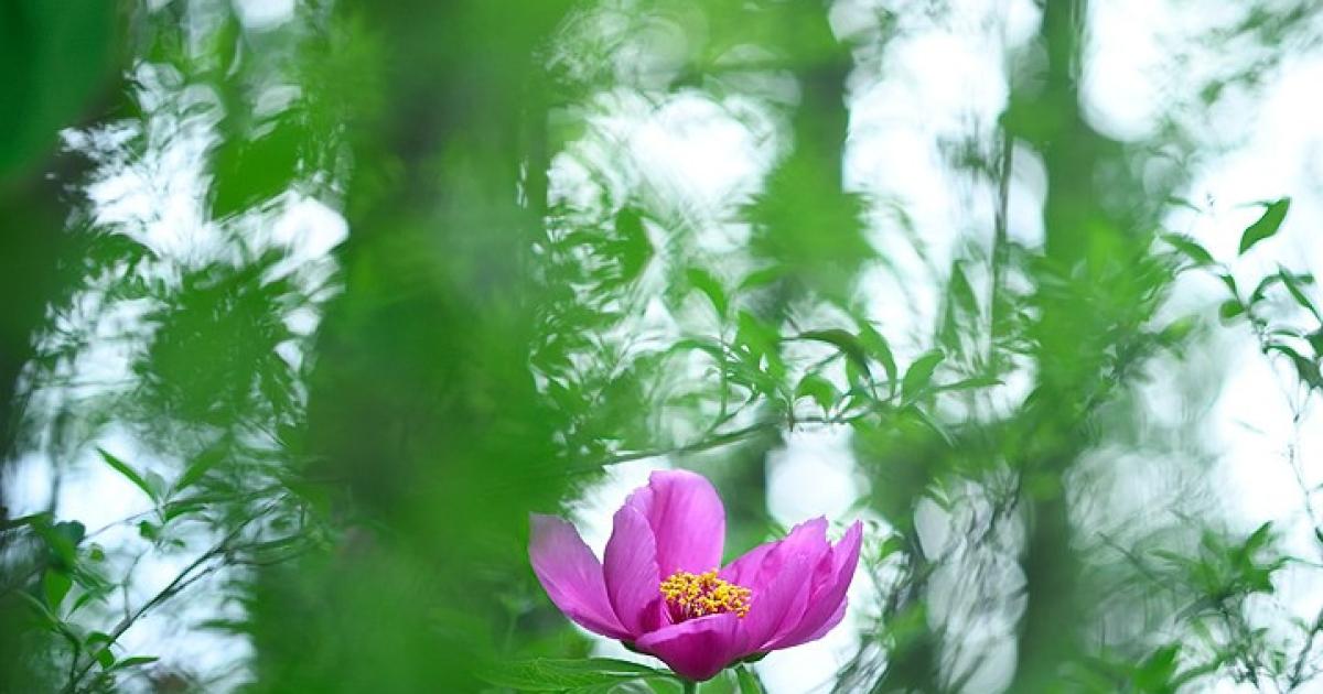 peonia-selvatica-occhio-nascosto-dei-sibillini