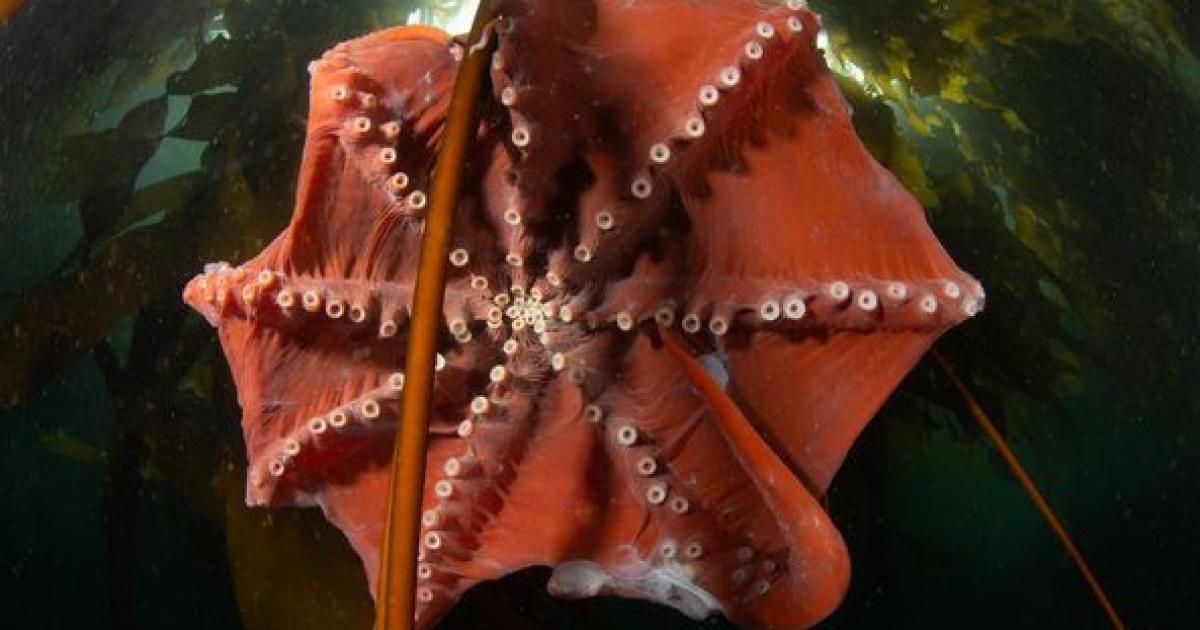Gamakatsu Gancio per Polpo Occhio Dritto 4XS Punta in Linea Misura 5/0